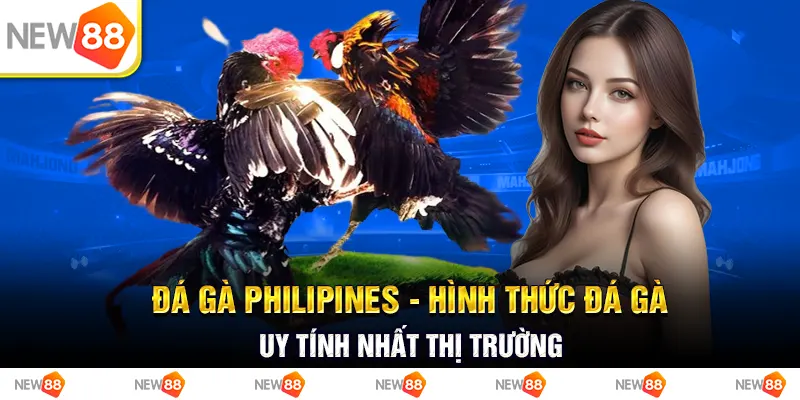 Đá gà philippines - Hình thức đá gà uy tín nhất thị trường