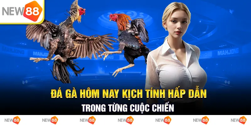 Đá gà hôm nay kịch tính hấp dẫn trong từng cuộc chiến