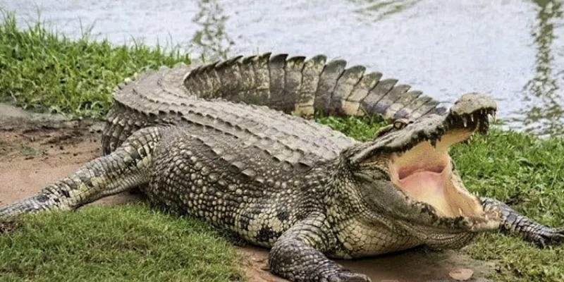 Biểu thị cho sự thay đổi và chuyển biến