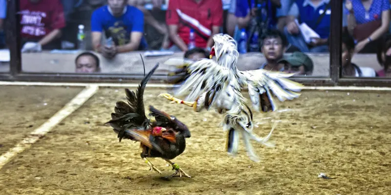 Mẹo cá cược đá gà Campuchia nâng cao tỷ lệ thắng