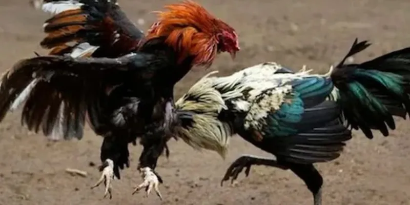 Điểm danh các loại cược đá gà thomo tại New88