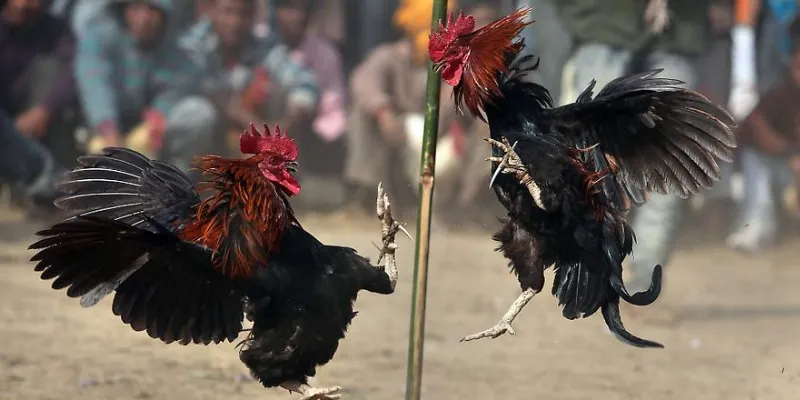 Tìm hiểu cách đặt cược hiệu quả trong đá gà cựa dao tại New88