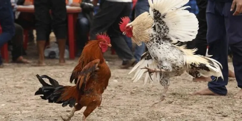 Những lưu ý quan trọng khi tham gia đá gà cựa dao