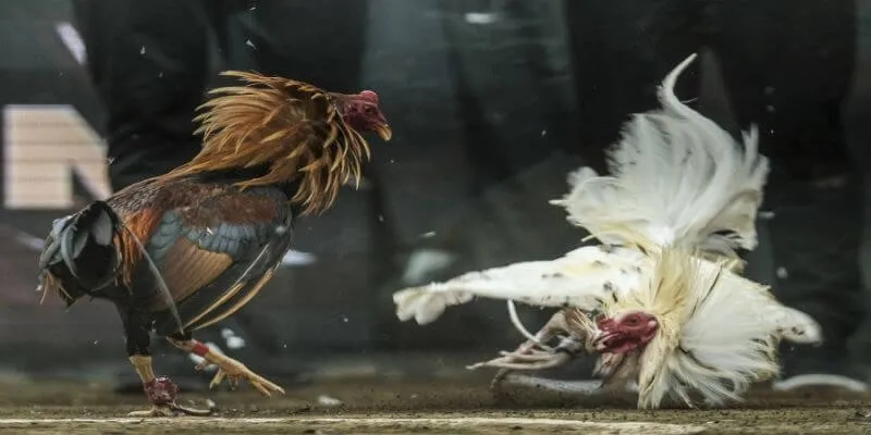 Chiến lược cá cược hiệu quả trong đá gà C1 tại New88