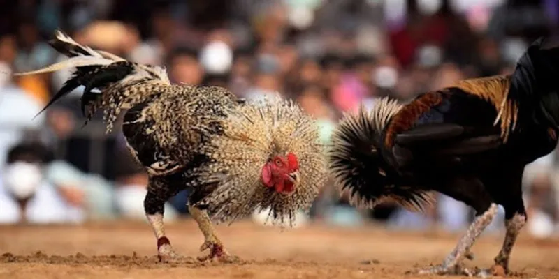 Chia sẻ bí quyết tăng tỷ lệ thắng cược đá gà SV388 tại New88