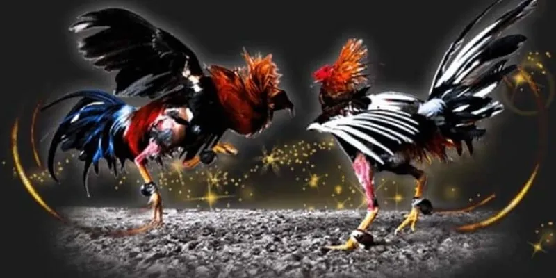 Đôi nét về trực tiếp đá gà CPC3