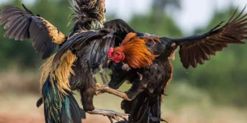 Cách theo dõi trực tiếp đá gà CPC3 tại New88