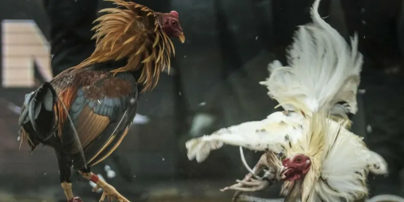 Tìm hiểu sơ lược trực tiếp đá gà tre