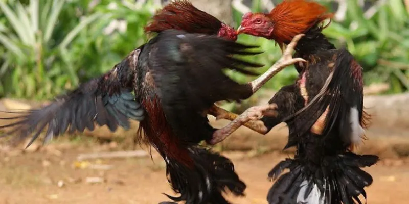 Một số mẹo cược đá gà tre giúp tăng tỷ lệ thắng tại New88