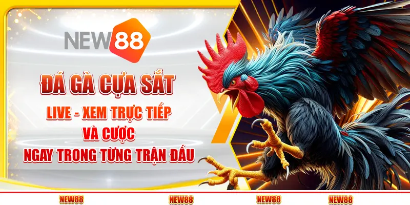 Đá gà cựa sắt live tại New88 - Xem trực tiếp và cược ngay trong từng trận đấu