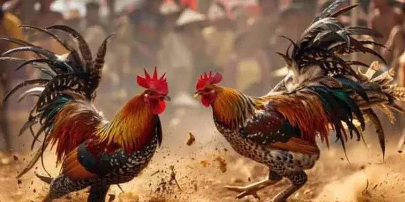 Luật chơi và quy định trong đá gà cựa sắt live