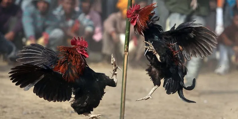 Top mẹo để thắng lớn trong đá gà cựa sắt Live tại New88