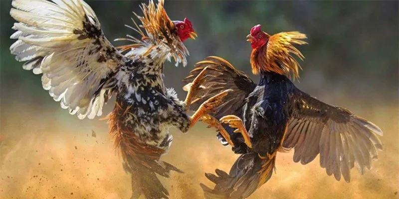 Các giống gà chọi được nhiều người chú ý nhất trên thị trường Việt Nam