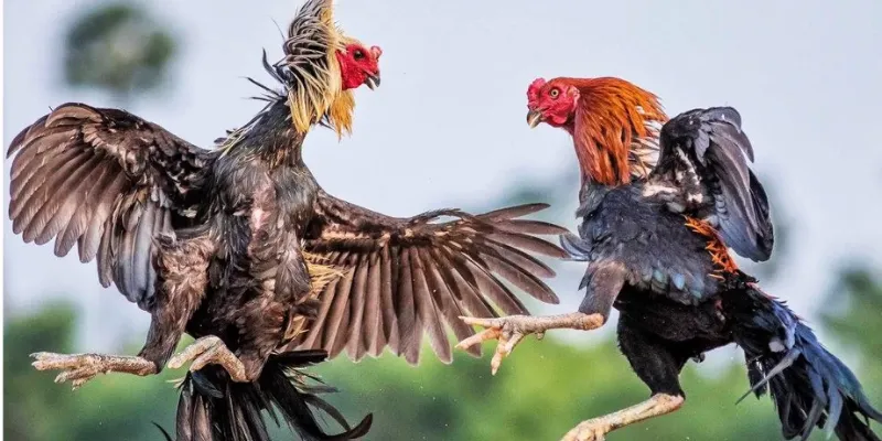 Thông tin tổng quan về đá gà Asil