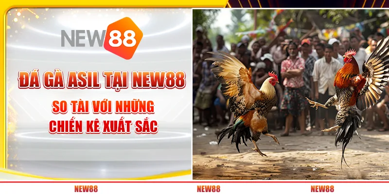 Đá Gà Asil tại New88 - So tài với những chiến kê xuất sắc