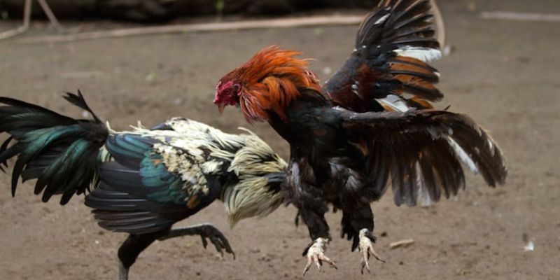 Đôi nét về trò cá cược đá gà