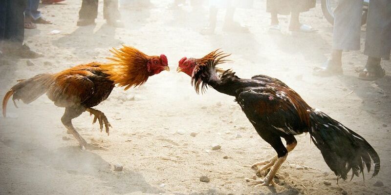 Trải nghiệm lợi ích lớn khi chơi cá cược đá gà