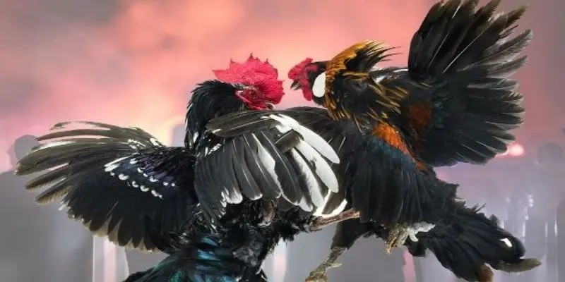 Meo-choi-da-ga-cua-sat-de-thang-cho-nguoi-moi