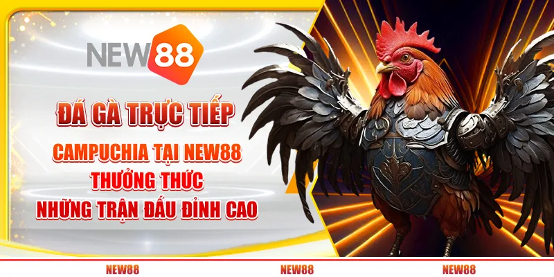 Đá Gà Trực Tiếp Campuchia Tại New88 - Thưởng Thức Những Trận Đấu Đỉnh Cao