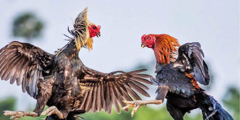 Những yếu tố làm cho gà đá trực tiếp trở thành một lựa chọn hấp dẫn