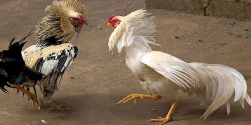 Hướng dẫn chọn gà chọi tốt khi tham gia cá cược trực tuyến tại Việt Nam