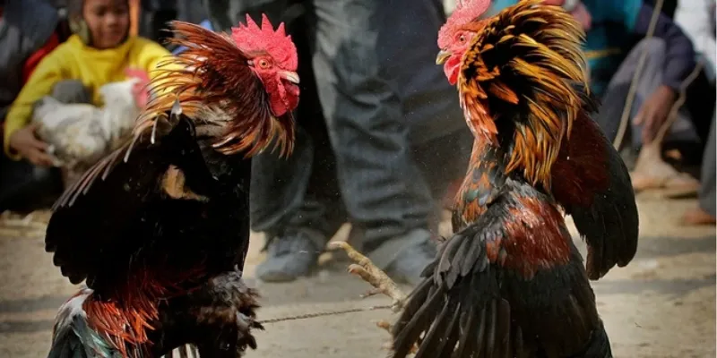 Tìm hiểu quy tắc cơ bản của đá gà