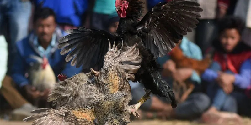 Mẹo chơi đá gà toàn thắng anh em nên áp dụng