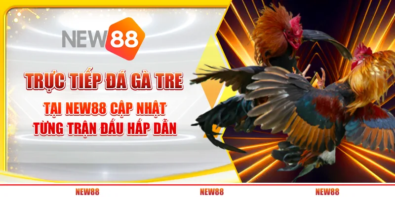 Trực tiếp đá gà tre tại New88 - Cập nhật từng trận đấu hấp dẫn