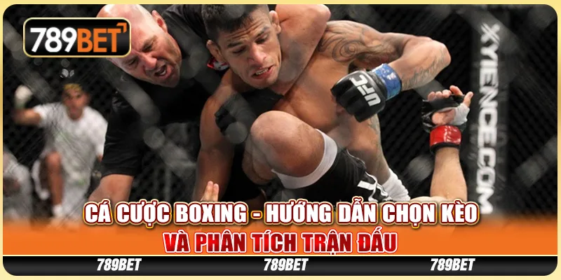 Cá Cược Boxing