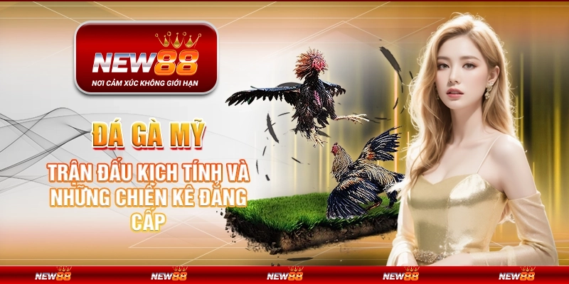 Đá gà Mỹ tại New88 – Trận đấu kịch tính và những chiến kê đẳng cấp