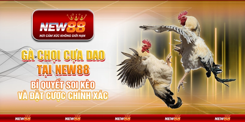 Gà chọi cựa dao tại New88 – Bí quyết soi kèo và đặt cược chính xác