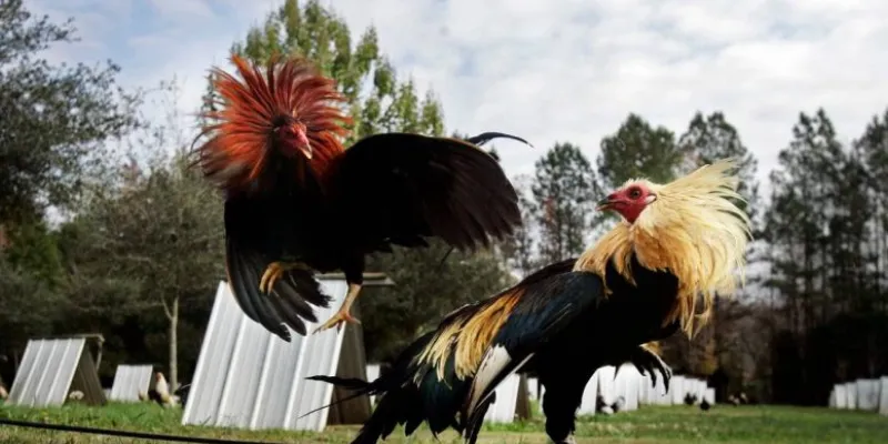 Một số loại cược trong đá gà Mỹ