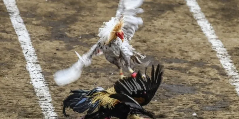 Hướng dẫn cách soi kèo đá gà Mỹ chuẩn xác tại New88