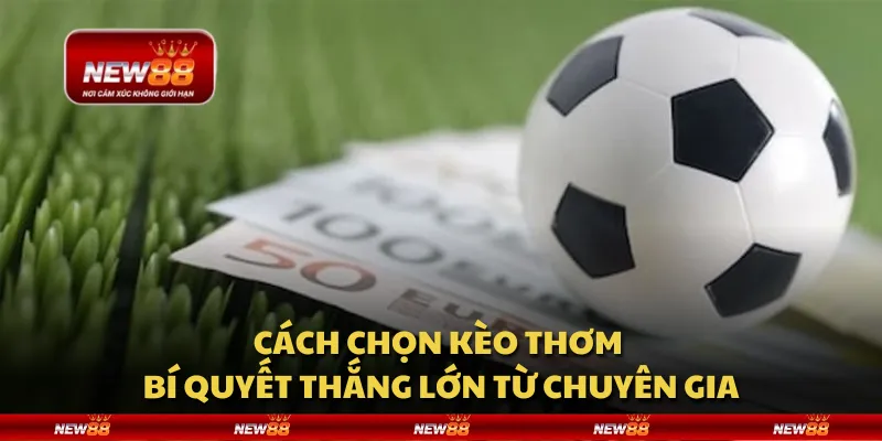 Cá cược đá gà cựa sắt Thomo tại New88 - Mẹo và chiến thuật cho người chơi