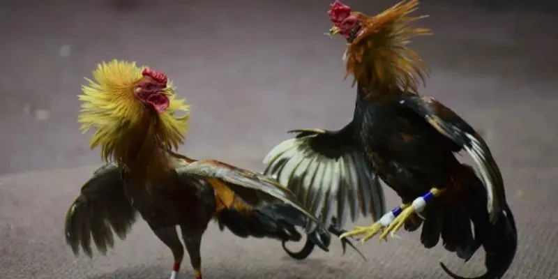 Các thông tin về đá gà cựa sắt Thomo tại New88