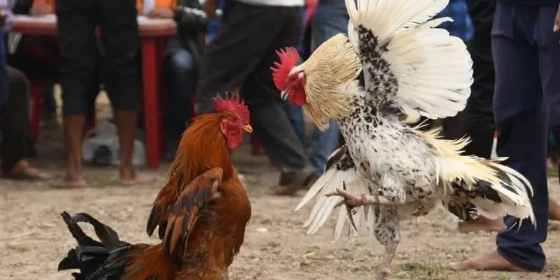 Quy trình tham gia cá cược đá gà cựa sắt thomo tại New88