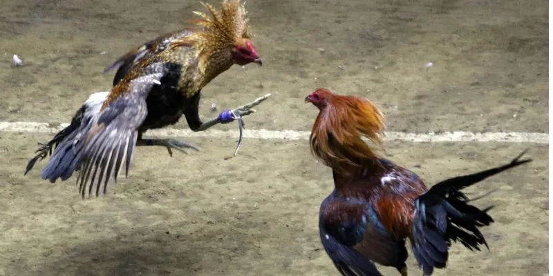 Hướng dẫn đặt cược đá gà cựa sắt Thomo hiệu quả tại New88