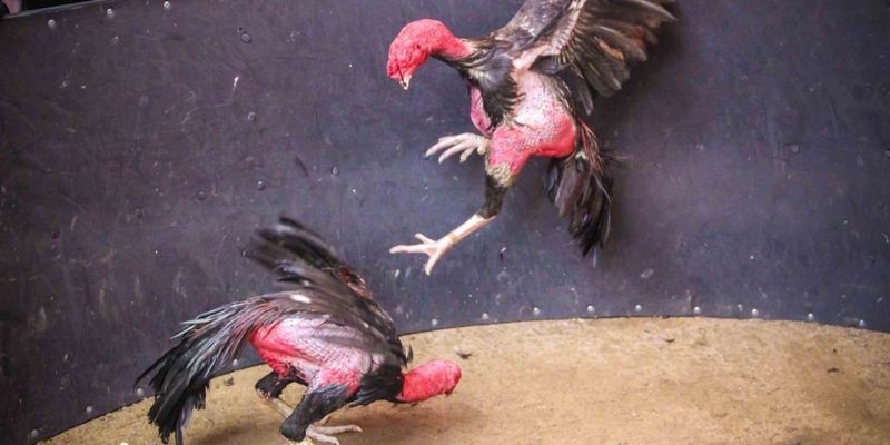 Theo dõi các tiêu chí để chọn loại gà tốt nhất