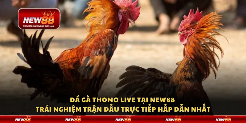Đá gà Thomo live tại New88 - Trải nghiệm trận đấu trực tiếp hấp dẫn nhất