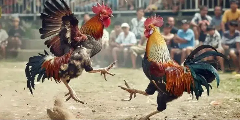 Tìm hiểu về đá gà Thomo Live