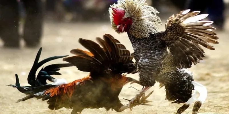 Chiến thuật cá cược đá gà Thomo Live giúp nâng cao tỷ lệ thắng