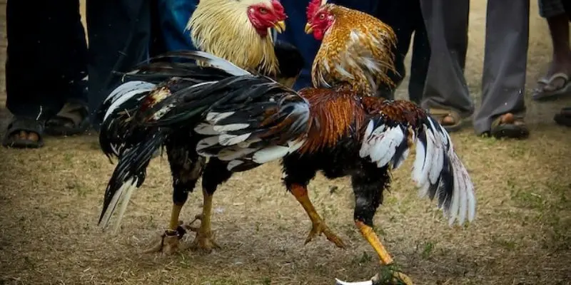 3 mẹo lựa chọn gà cựa dao luôn thắng lớn khi chơi
